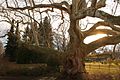 Ancient plane tree in Baden, Austria