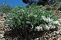Astragalus desereticus