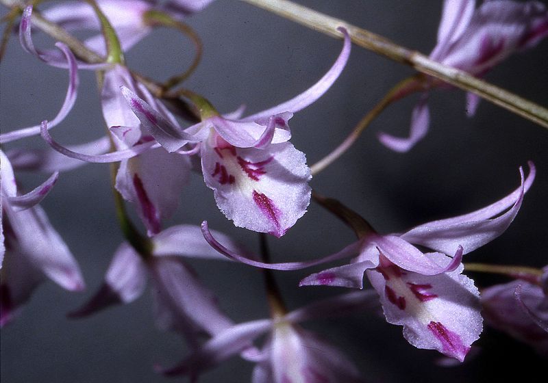 Barkeria palmeri Orchi 005