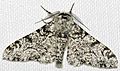 Biston.betularia.7200