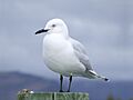 Black-billed Gull (5) edit