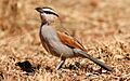 Black-crowned Tchagra, Tchagra senegala