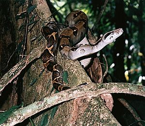 Archivo:Boa constrictor imperator, the Central American Boa