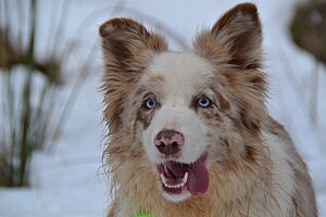 Archivo:Border Collie rojo mirlo tricolor (Birdy de los Baganicos)
