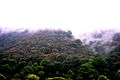 Bosque de pino-encino en Chimaltenango