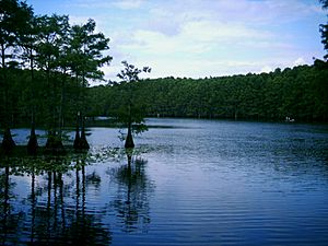 Archivo:Caddo Lake- Cypress