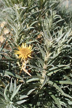 Carlina xeranthemoides kz11.jpg