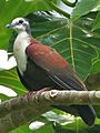 Caroline Islands Ground-Dove (cropped) 2