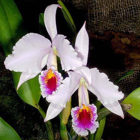 Cattleya percivaliana Orchi 024