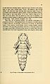 Cerambycidae of Northern Asia (Page 81) BHL32145481