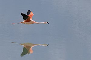 Archivo:Chilean Flamingo (Phoenicopterus chilensis) - Torres del Paine National Park 03