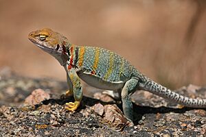 Archivo:Collared Lizard 4