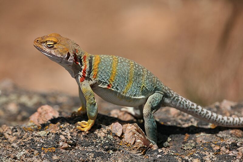 Collared Lizard 4