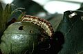 Corn earworm