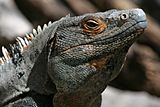Archivo:Ctenosaura male close-up