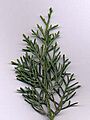 Cup glabra foliage