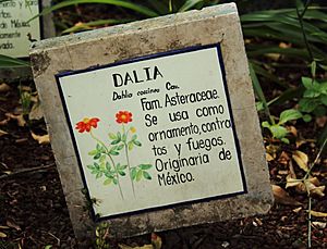 Archivo:Dahlia coccinea en el jardín botánico