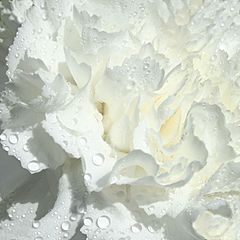 Archivo:Dianthus caryophyllus (flowers white)