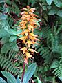 Digitalis (Isoplexis) canariensis by Scott Zona - 002
