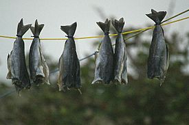 Archivo:Dried fish, Uyeasound - geograph.org.uk - 962598