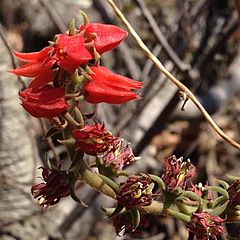 Archivo:Echeveria coccinea flor