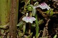 Elettaria cardamomum flowers 2