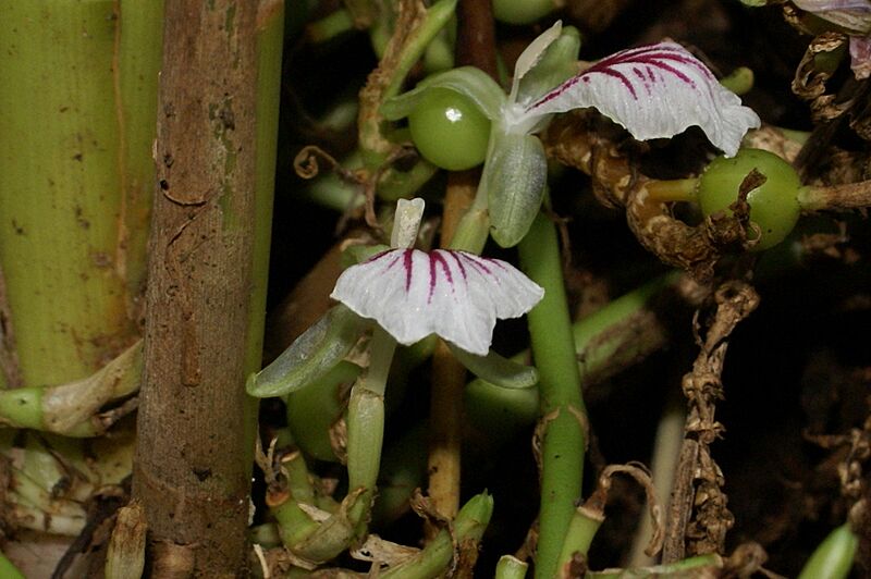 Elettaria cardamomum flowers 2