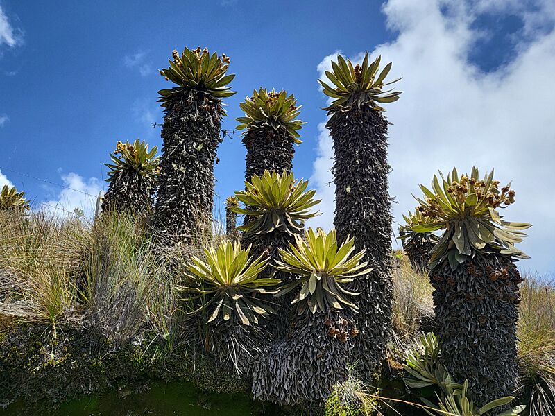 Espeletia hartwegiana o