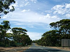 Eucalyptus salmonophloia.jpg