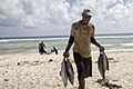 Fais Island, a fisherman carries tunas to a man's house