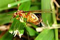 FlyingAnts