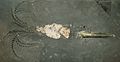 Fossil-Belemnoidea-complete