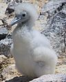 Frigatebird chick (Fregata aquila) (8515652212)