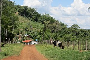 Archivo:Ganado vacuno y, arriba, plantaciones de mandioca, en el camino al cerro Akatí.