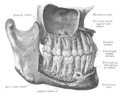 Gray1003