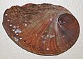 Haliotis spadicea (blood-spotted abalone) (South Africa) 3 (24139744761)