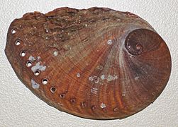 Haliotis spadicea (blood-spotted abalone) (South Africa) 3 (24139744761)
