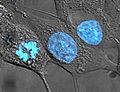 HeLa cells stained with Hoechst 33258