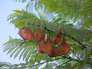 Archivo:Jacaranda mimosifolia-Frutos-2