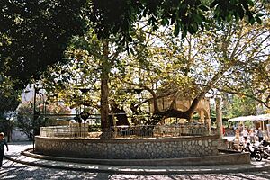 Archivo:Kos Platane1