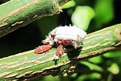 Archivo:Larvas Rodolia cardinalis