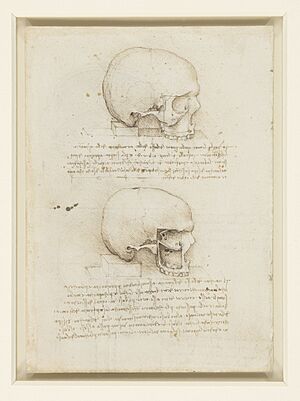 Archivo:Leonardo da Vinci - RCIN 919057, Verso The cranium 1489