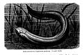 Lepidosiren paradoxa 1