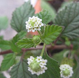 Lippia dulcis.jpg