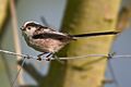 Long-tailed Tit Aegithalos caudatus