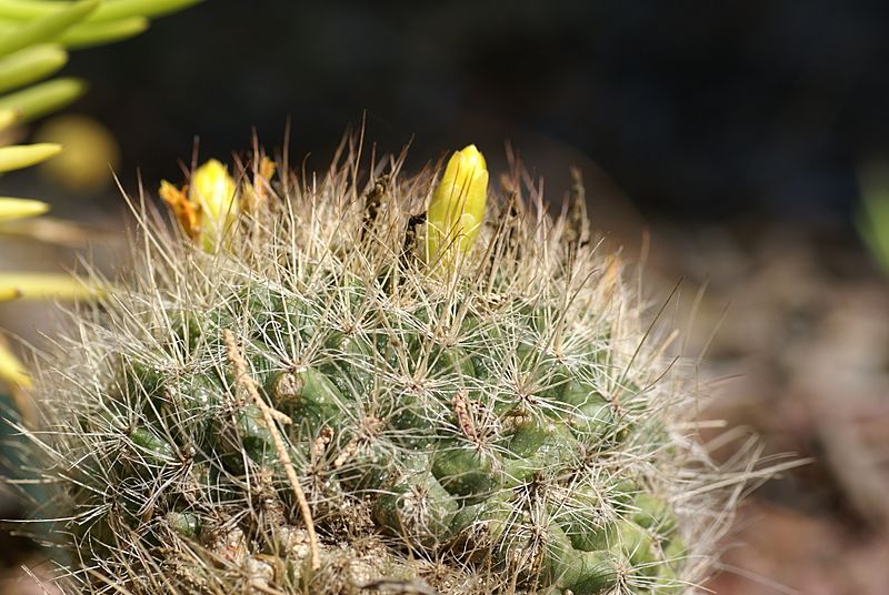 Mammillaria weingartiana 01