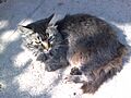 Mi Gato xD