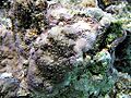 Montipora peltiformis