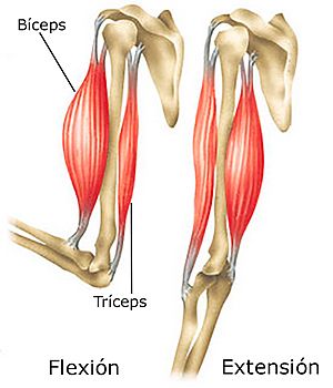 Archivo:Musclesbicepstriceps esp