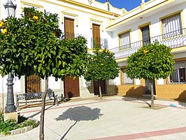 Naranjos en Extremadura.JPG